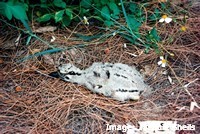 Beach Stone Curlew Chick