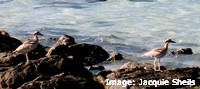 Beach stone curlews are easily disturbed