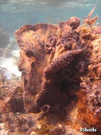 Sponges are the main food of Hawksbill turtles
