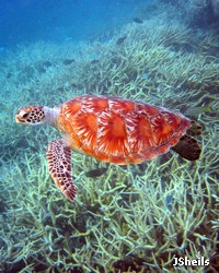 Green turtle at the reef edge