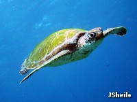 Green turtles migrate vast distances between feeding and breeding areas