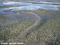 Dugong Feeding Trail