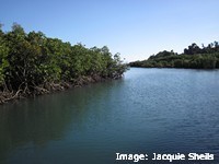 Dugongs shelter in mangrove channels