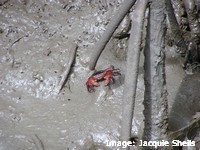 Fiddler crabs are important consumers of mangrove debris
