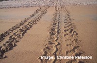 Flatback turtle tracks: alternate flipper marks