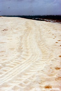 Green turtle tracks