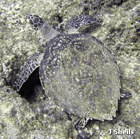 A Hawksbill turtle resting on the reef