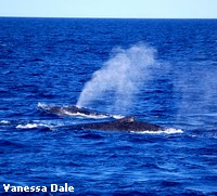 A Humpback Whale surfacing to breathe