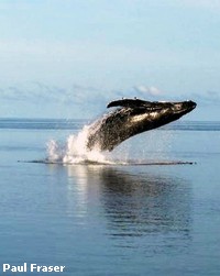 A Humpback whale breaching