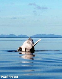 A Humpback Whale Breaching