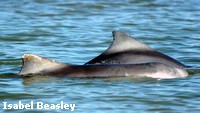 Indo-Pacific Humpback Dolphins have a distinctive,triangular dorsal fin