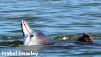 Indo-Pacific Humpback Dolphins