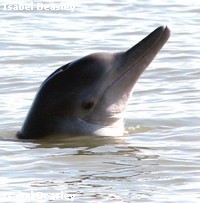 Indo-Pacific Humpback Dolphin