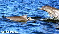 Indo-Pacific Humpback Dolphins