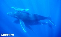 A Humpback whale pod with a calf