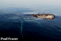 A Humpback whale taking a look above the water