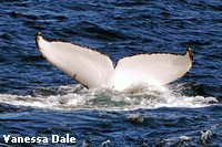 Individual whales can be identified by the pattern on the underside of their tail