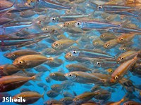 Bait fish feed on plankton, and in turn get eaten by fish and birds