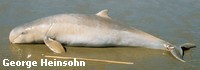 A stranded Australian snubfin dolphin