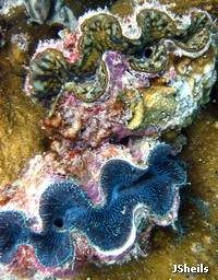 Some of the smaller species of'giant' clam, Tridacna squamosa (top) and T. maxima (bottom)