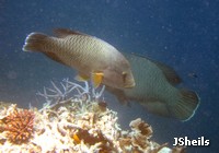 Female Humpheaded Maori Wrasse are smaller, lack the prominent bump on the head, and are more brown in colour