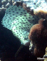 A young Barramundi Cod checks out the camera