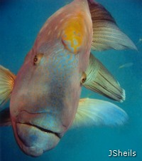 Humpheaded Maori Wrasse, Cheilinus undulatus