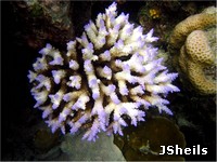 A coral colony in the early stages of bleaching