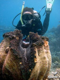 largest bivalve