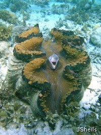 Tridacna gigas can reach up to 130cm long and may live as long as 100 years