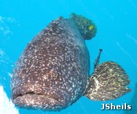 Queensland Grouper