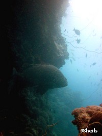 Queensland Groupers camouflage themselves under overhangs and ambush passing prey