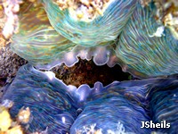 Although Hippopus hippopus isn't as colourful as other giant clams, a close look at the lips reveals beautiful patterns
