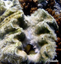 This giant clam has an indentation in the end of its shell which earned it the common name 'horseshoe clam'