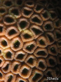 Microscopic algal cells,Zooxanthellae, inside the coral polyps give them their brown colour