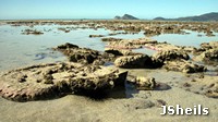 Giant clams can close at low tide, shooting water into the air