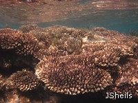 Plate corals on the reef edge
