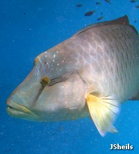 Female Humpheaded Maori Wrasse changing into a male: note the developing 'hump'