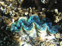 Giant clams are amongst the most colourful reef animals