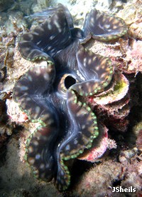 Giant clams have eyespots around the edges of their lips which allow them to sense shadows