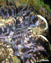 Tridacna squamosa has a distinctive spotted pattern on its lips
