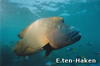 Male Humpheaded Maori Wrasse side on