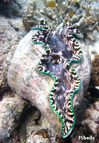 The second largest giant clam, Tridacna derasa