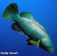 Queensland Groupers are the largest bony fish found on coral reefs