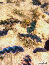 The same species of giant clam can have many different colours and patterns