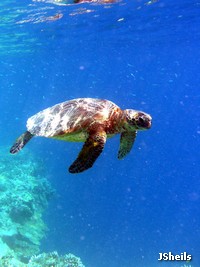 Green turtle at the reef edge