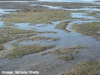 Dugong habitat: seagrass beds with feeding trails