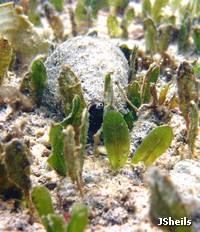 Blacklip stromb shell in seagrass