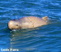 Australian Snubfin dolphin