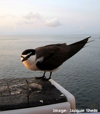 Sooty Tern